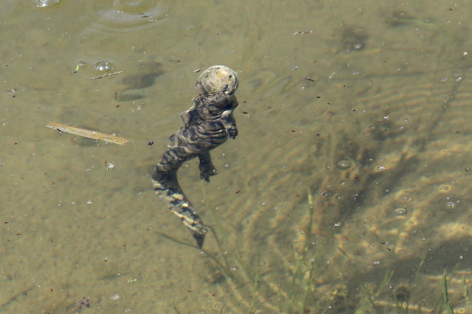 Best Jungle Life tiger salamander utah pictures & some detals