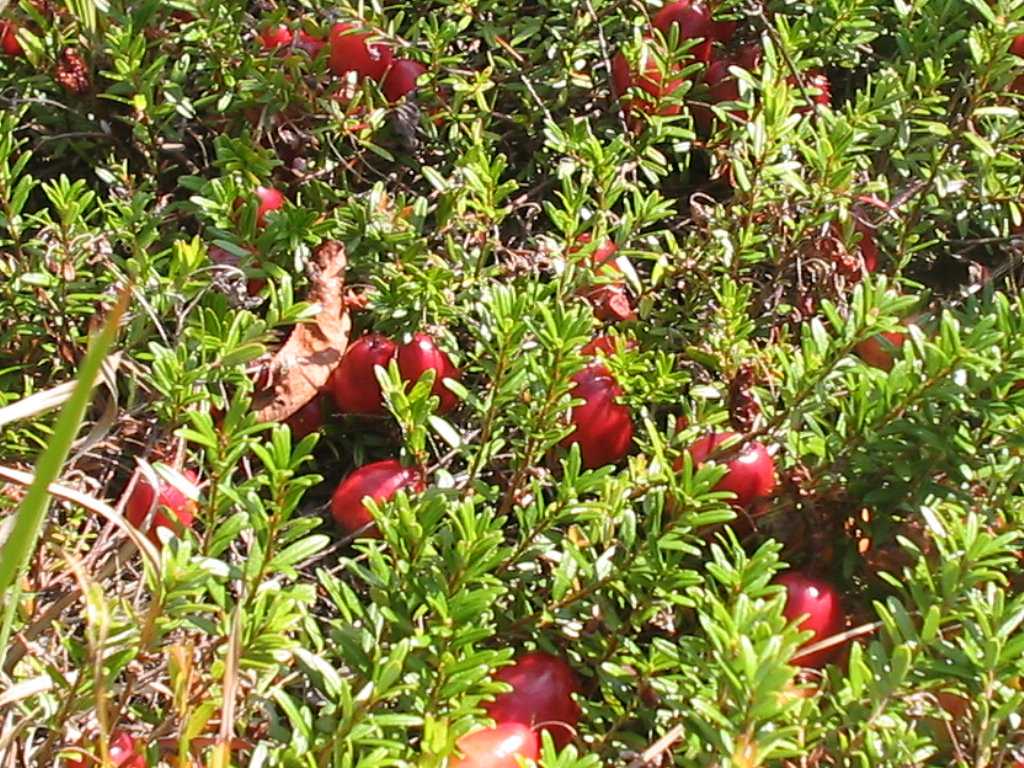 Johan's Wild Garden: Wild Cranberries