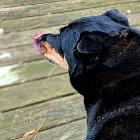 image of Zelda the Black and Tan Mutt sitting outside on a wooden porch, gazing over the yard and licking her nose
