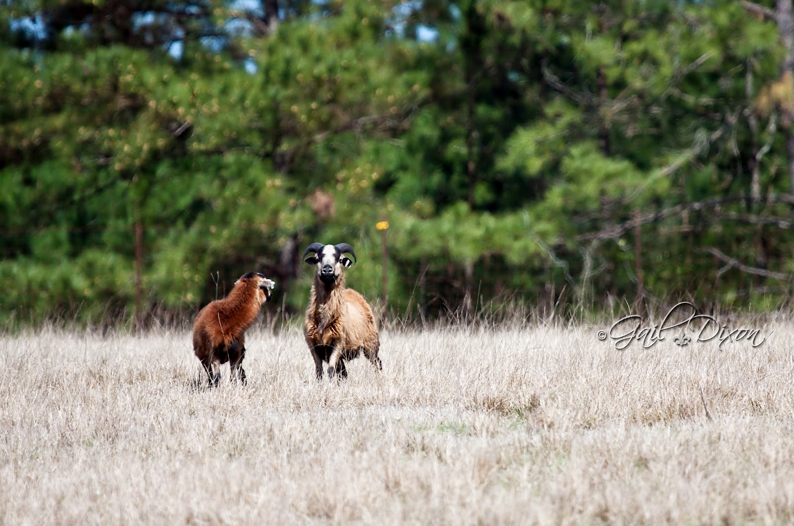 Louisiana Belle: My Big Adventure