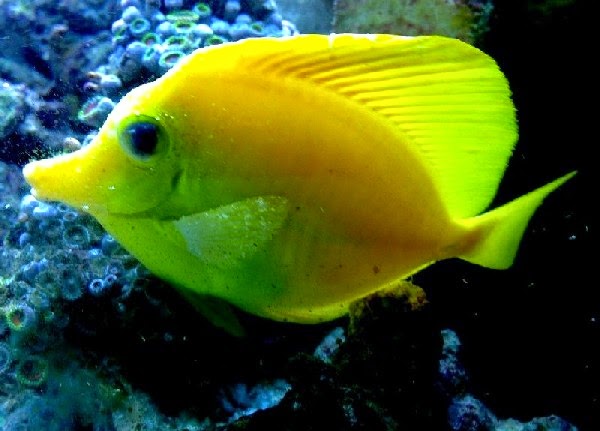 Tropical Fish Diseases Ornamental Aquarium Fish