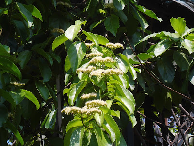 Cincau Hijau Flower ( melastoma polyanthum )
