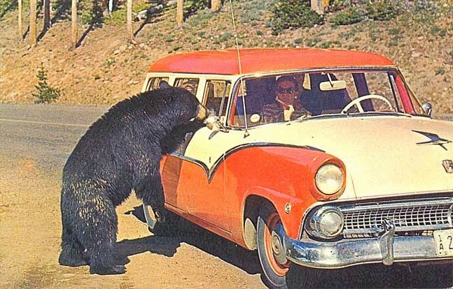 By the way...: Bears and cars