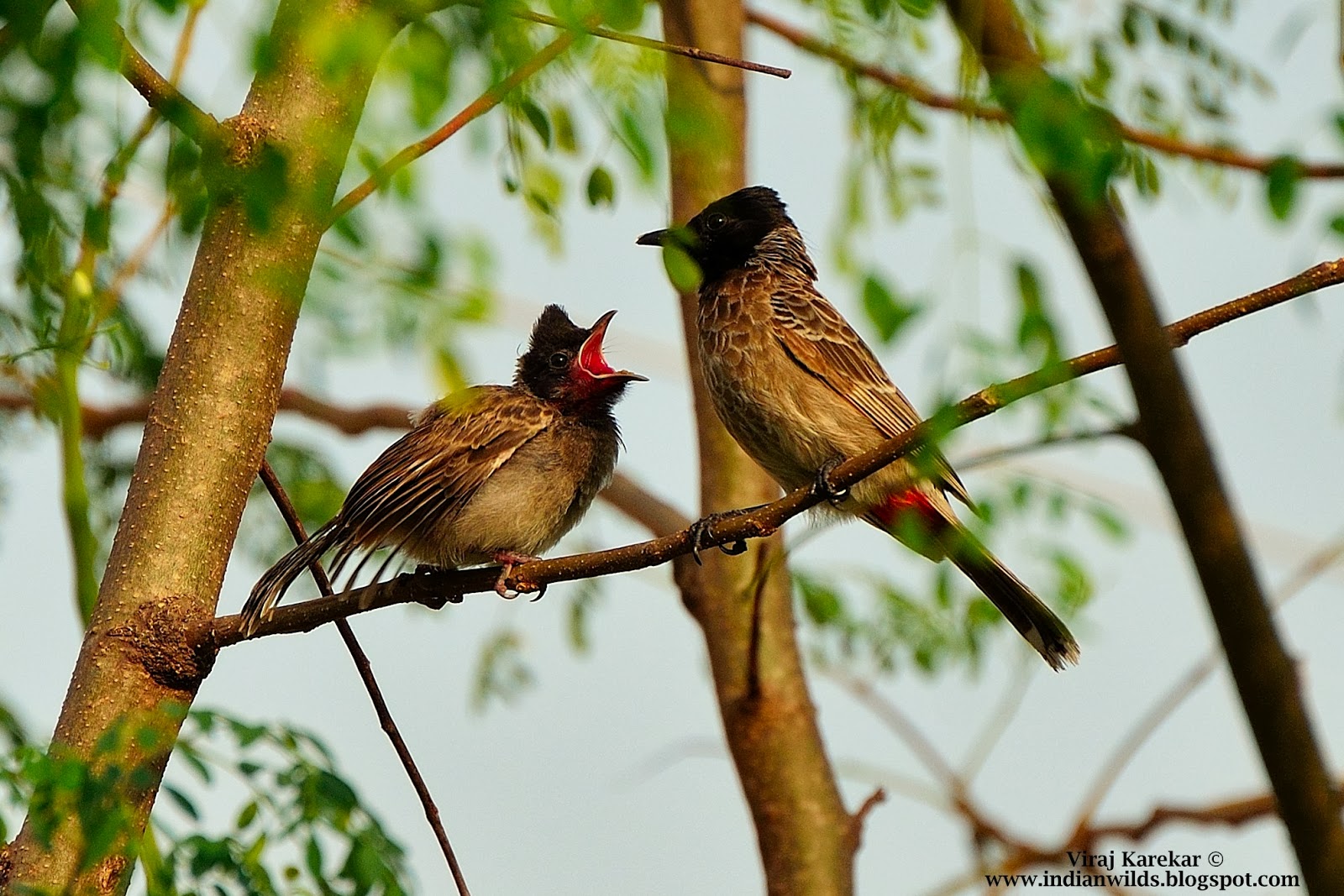Viraj Karekar's Nature and Wildlife Photography The Birds of Bharuch