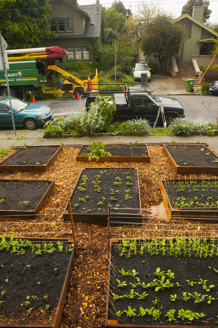 He Started With Some Boxes, 60 Days Later, The Neighbors Could Not Believe What He Built - Support systems started coming up as the seeds began sprouting.