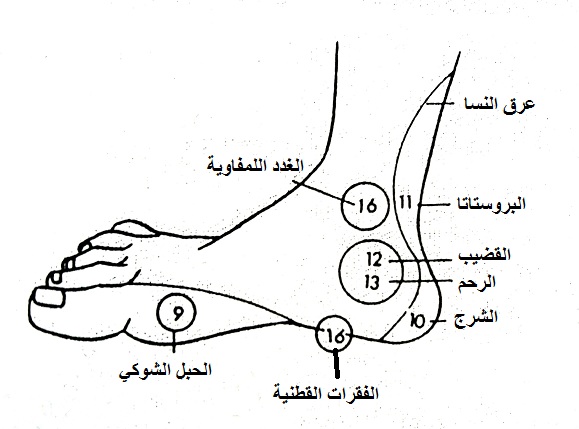 الأصيل في الطب البديل صورة رقم 005 أ نقاط التدليك الانعكاسي على باطن القدم