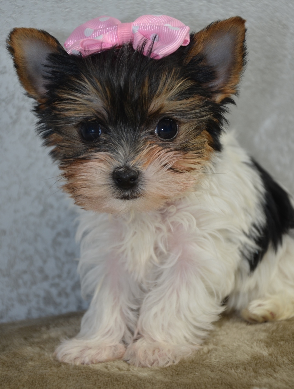 Alabama Toys & Teacups Yorkshire Terrier Puppies North AL Arab, AL