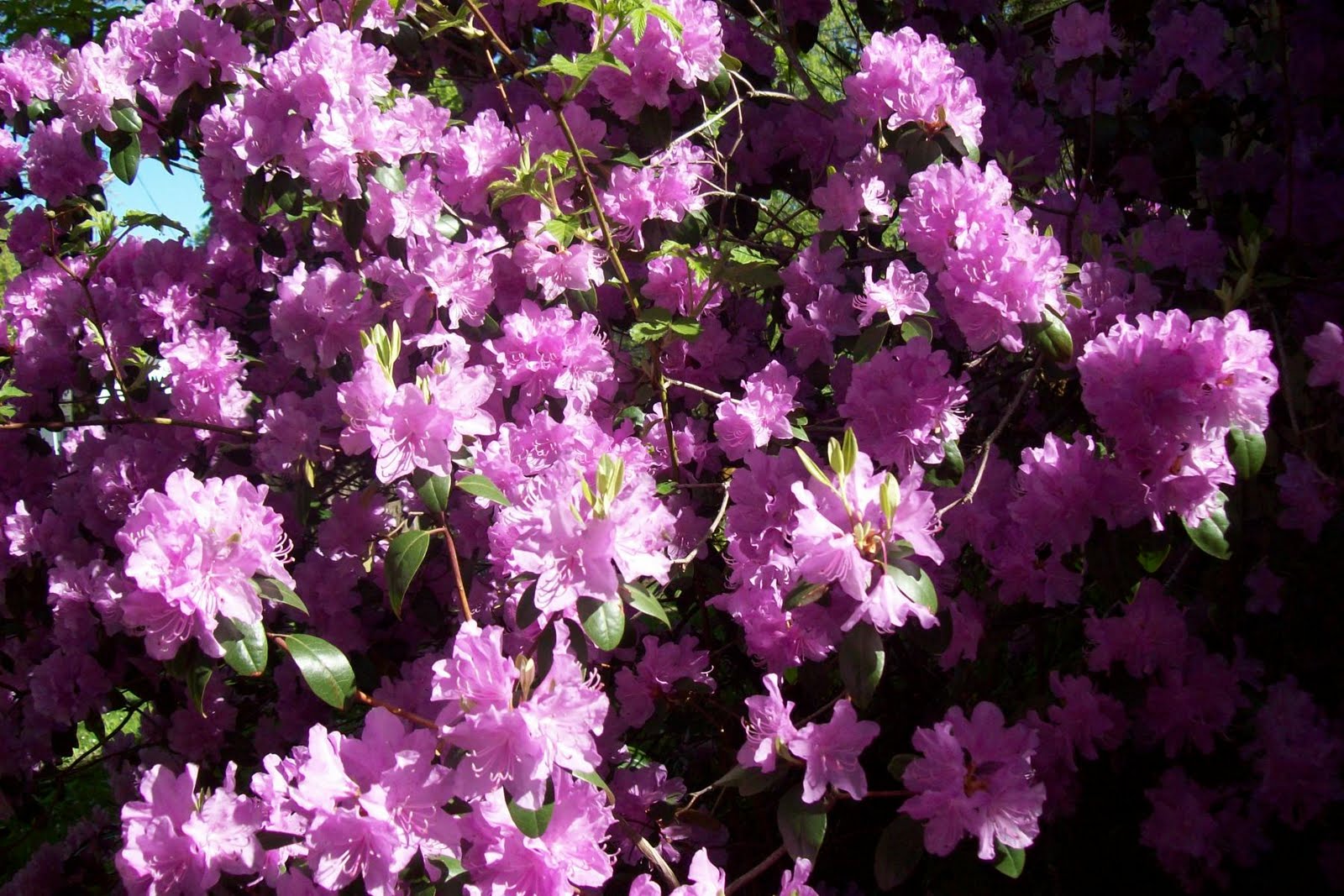 Life in a Deer Yard AZALEAS ( LOOM LARGE BY THE HOUSE IN FULL BLOOM)