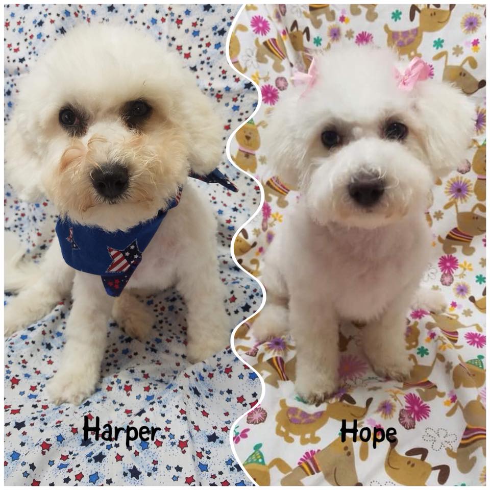 Find Your Perfect Dog Breed Everyday Essential Grooming Tips to Keep Your Dog Feeling Their Best