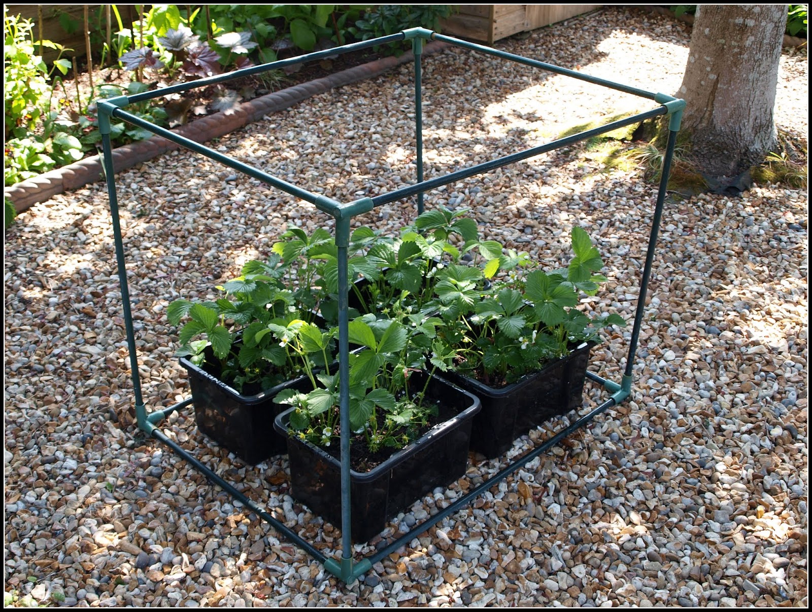 Mark's Veg Plot Making a Strawberry cage