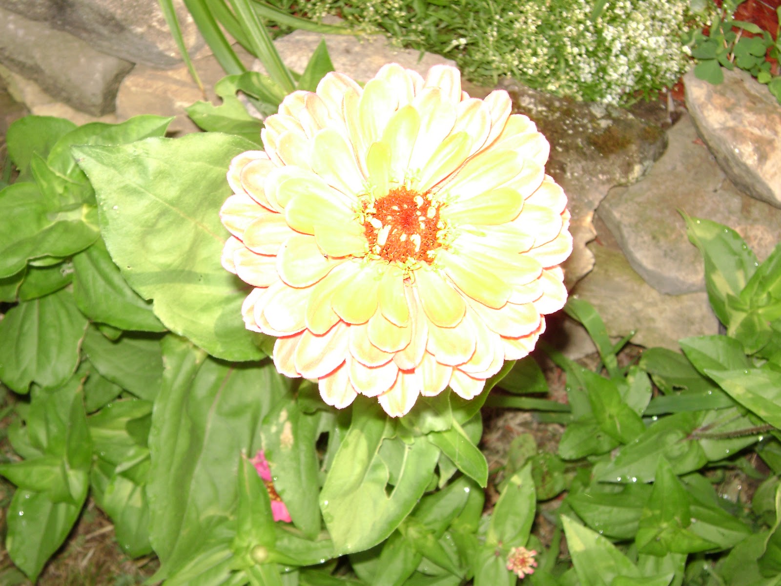 Spring Flowers That Start With V 10 Flowers That Start With V (List of Flower Names V