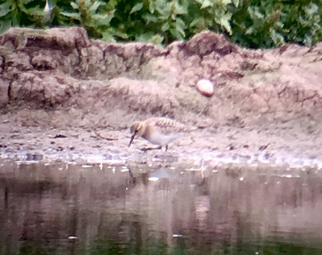 Baird's Sandpiper, Upton Warren, Worcestershire