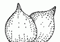 Mewarnai Gambar Buah Download Gambar Mewarnai Gratis