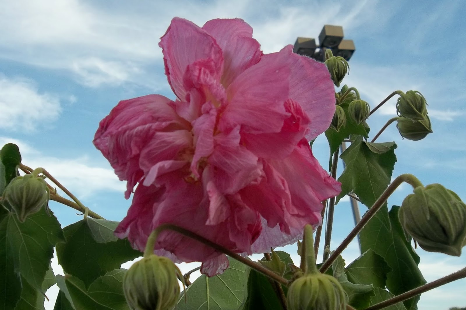 PRACTICAL PARSIMONY Confederate Rose