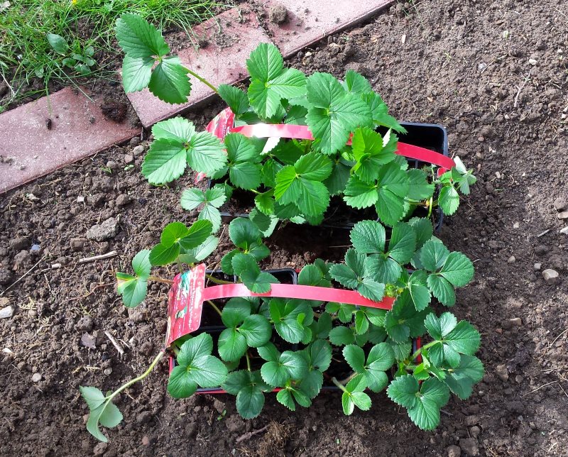 Küstenkidsunterwegs Unterwegs im Garten Erdbeerbeet anlegen