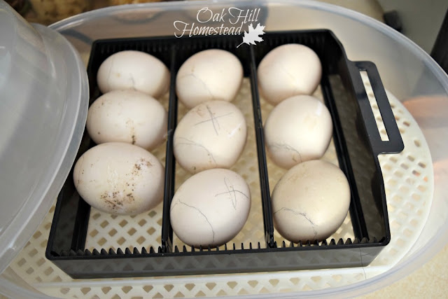 Duck eggs in MagicFly incubator