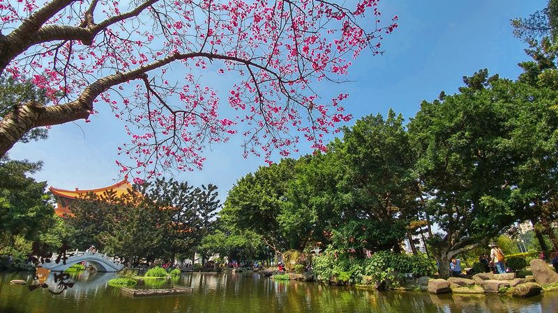 中正紀念堂櫻花花況3月28日拍攝|中正紀念堂賞櫻地圖|原生櫻花區-大漁櫻-山櫻花-重瓣緋寒櫻