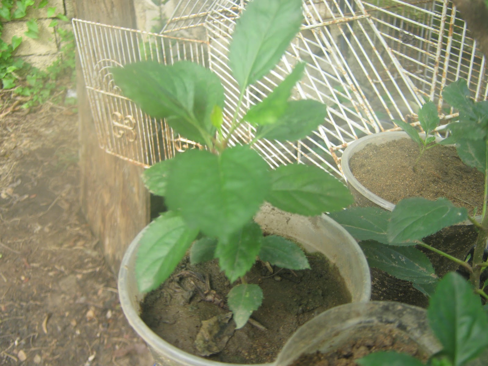 Growing apples in Jamaica