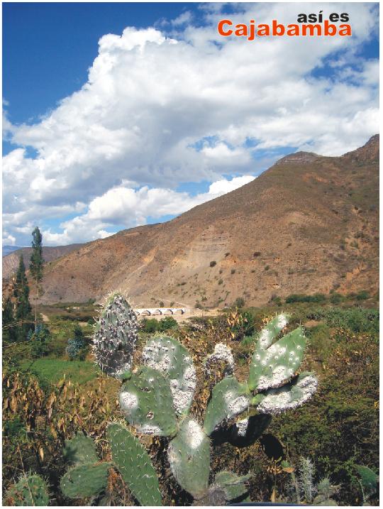 La cochinilla como alternativa de desarrollo en Cajabamba