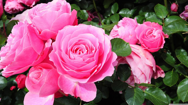 roses_are_pink-wallpaper-3840x2160.jpg
