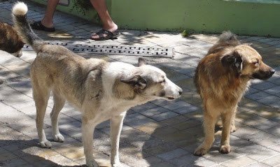 Менте кастрирани кучета лаят на воля из София 