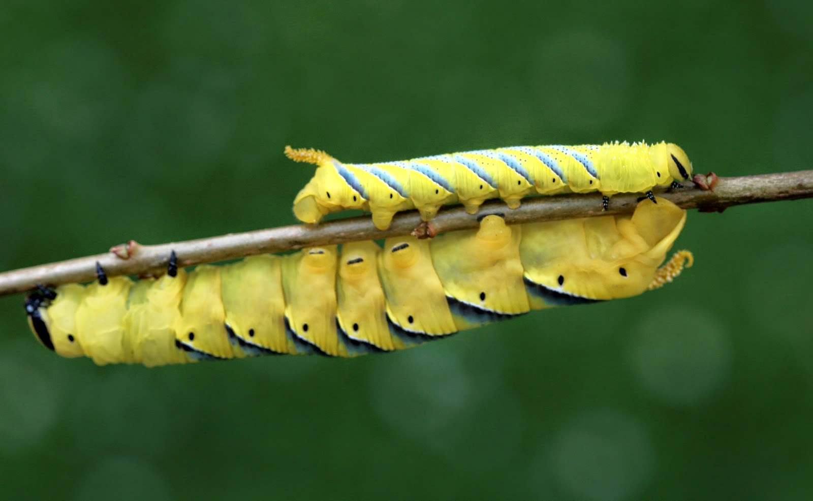 98 Best Gilyhuis Exterior Images Outdoor Gardens Garden