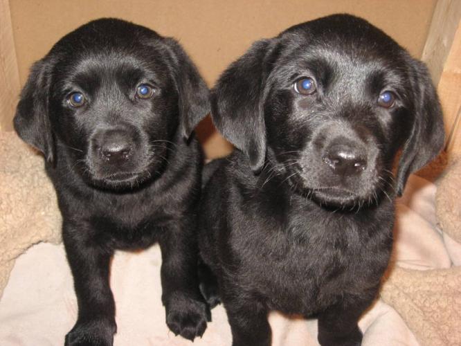 Cute Puppy Dogs black labrador retriever puppies