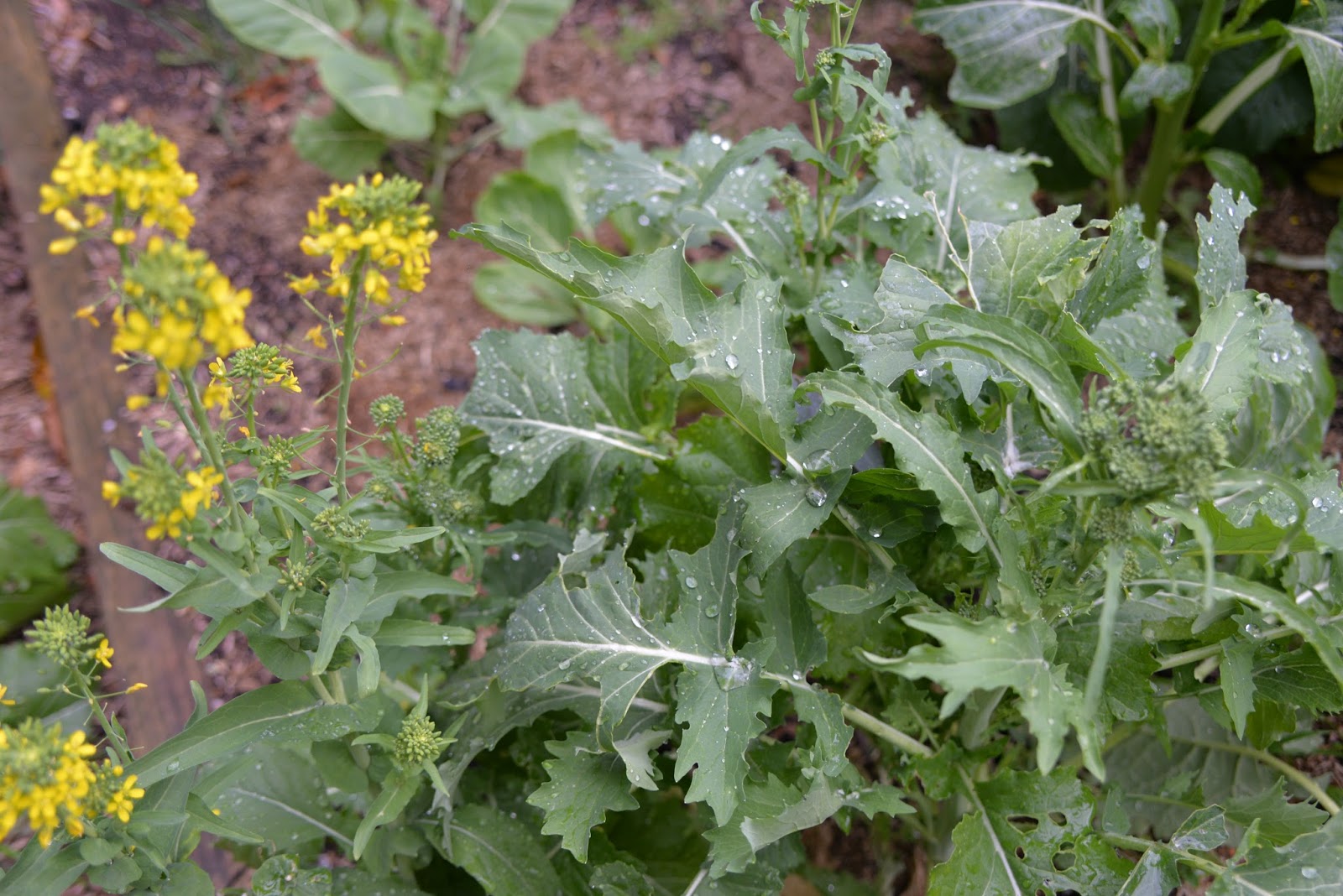 Growing Japanese Growing Japanese Vegetables Broccoli Rabe Blossom 菜花