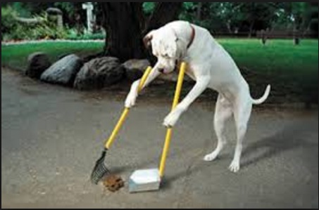 dog pooper scooper business