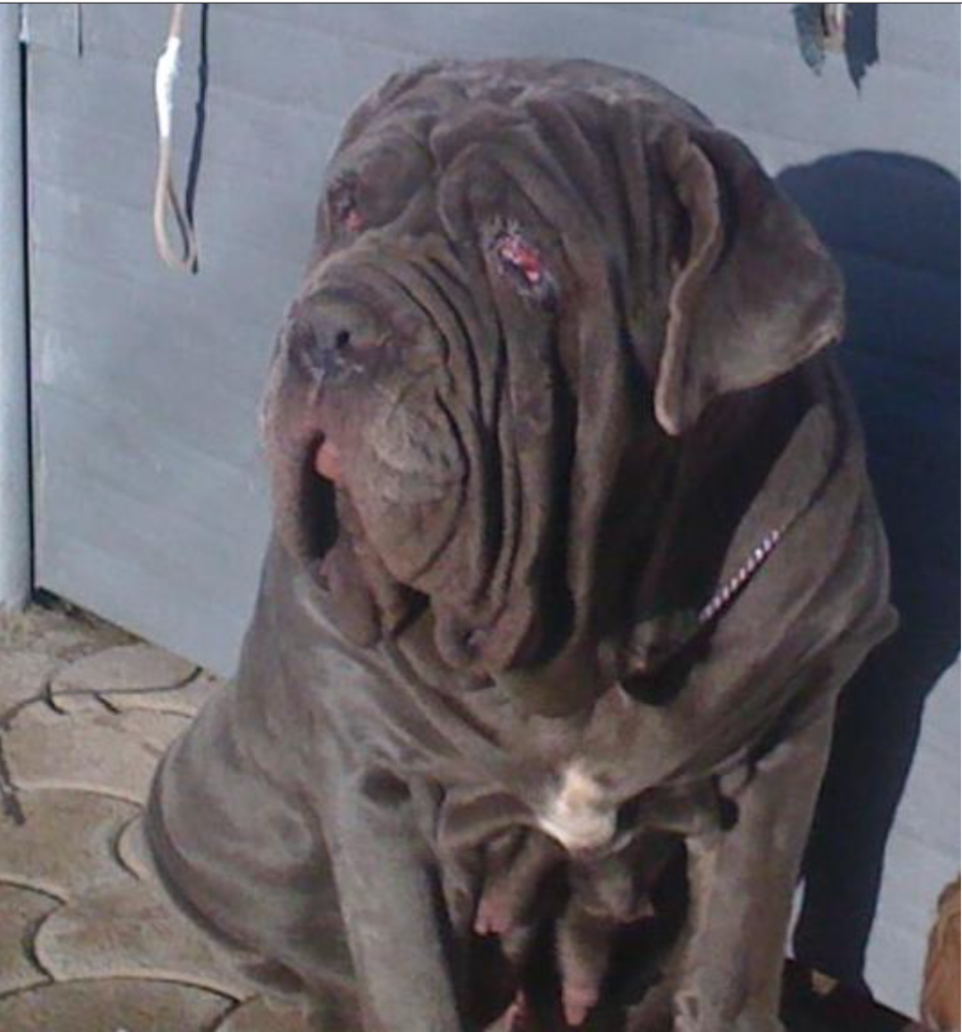 Pedigree Dogs Exposed - The Blog: September 2015