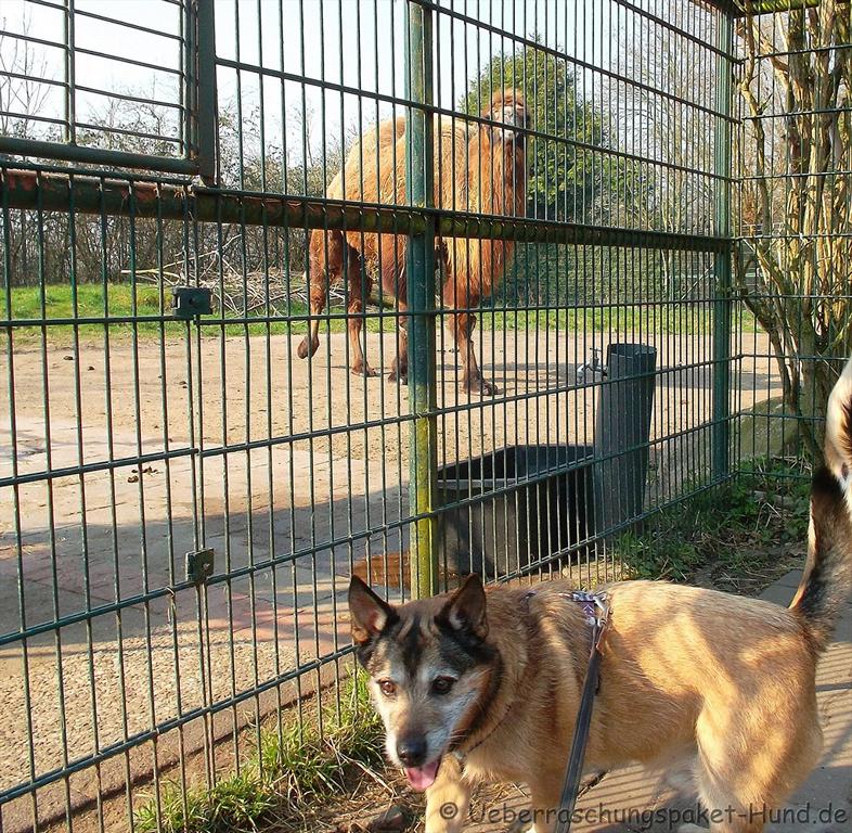 Überraschungspaket Hund ein Hundeblog der zeigt, wie unterschiedlich