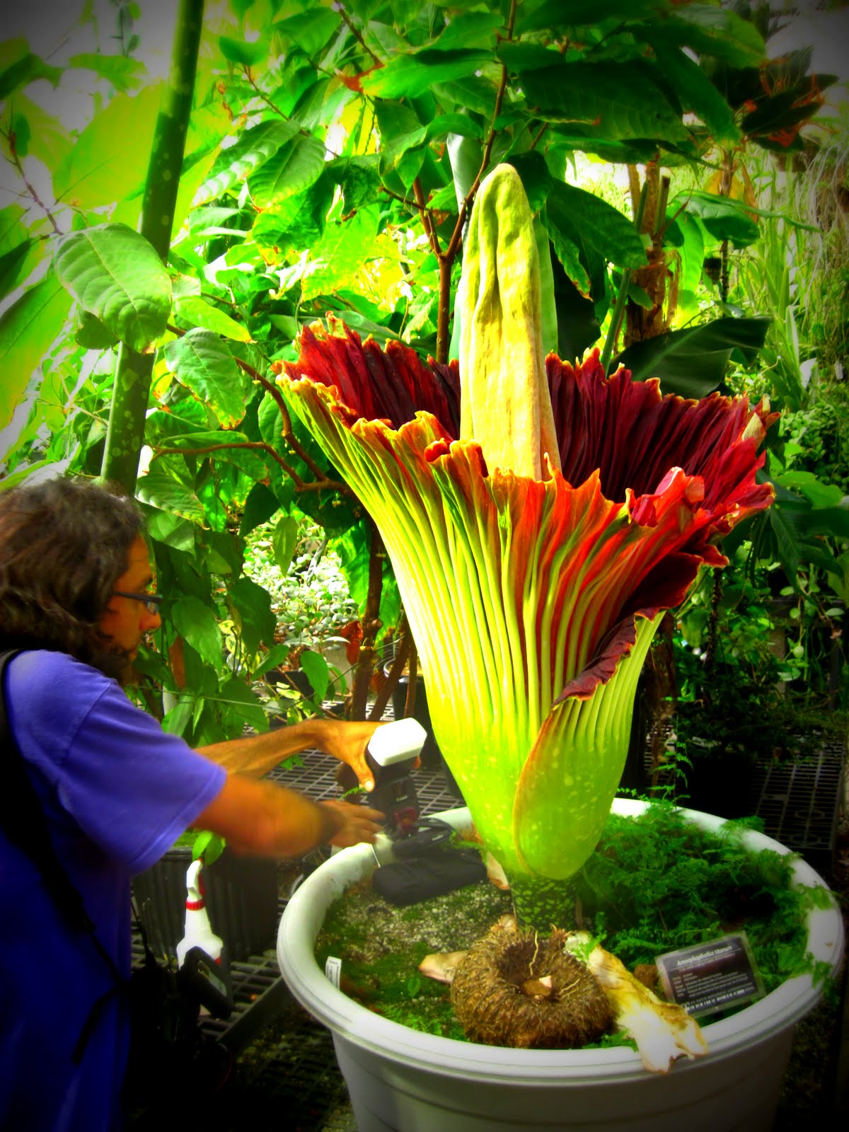 The Farmer Fred® Rant Corpse Flower Growing at Roseville High School
