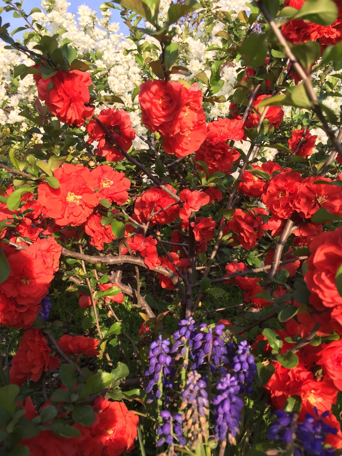 Dig Grow Compost Blog A Bloom Or Two For Gbbd