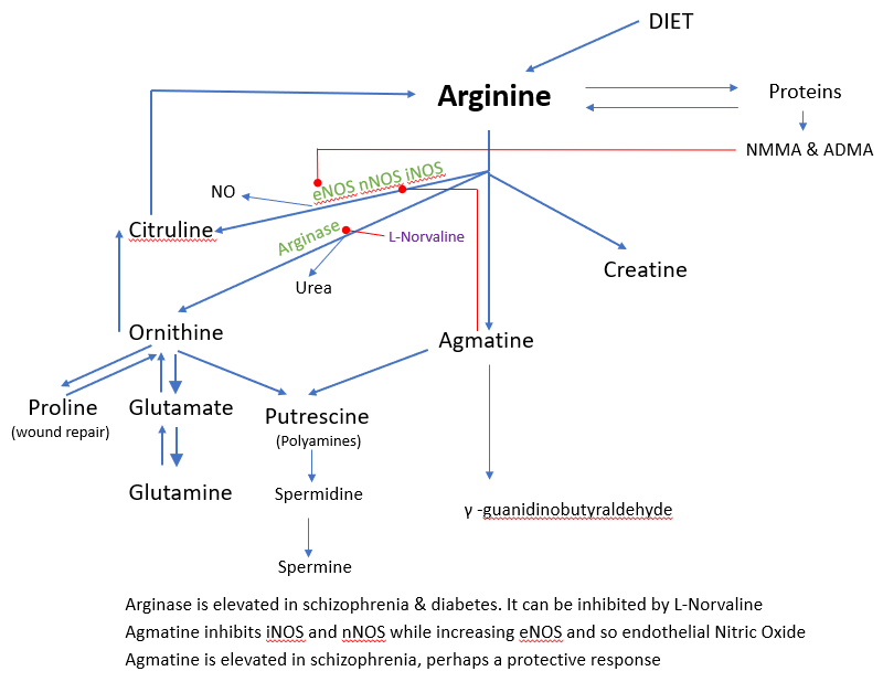 Epiphany Arginine and its Derivatives in Cognitive Impairment