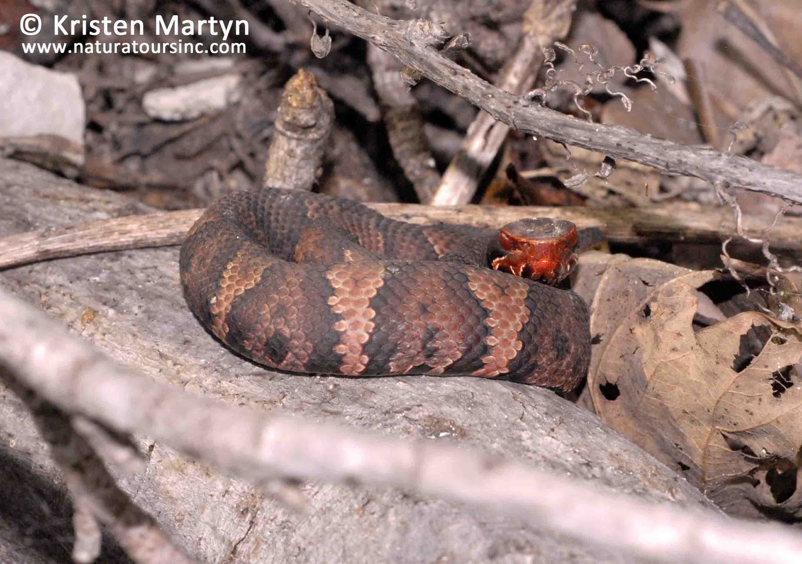 Snake Road, Illinois Part 2 Nature Notes Blog