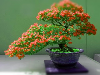 Proses Pembuatan Bonsai Bunga Kertas atau Bougenville