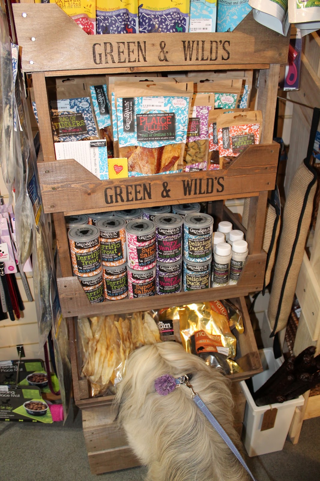 Doggie Fashions The Trentham Estate Staffordshire Paws across Britain