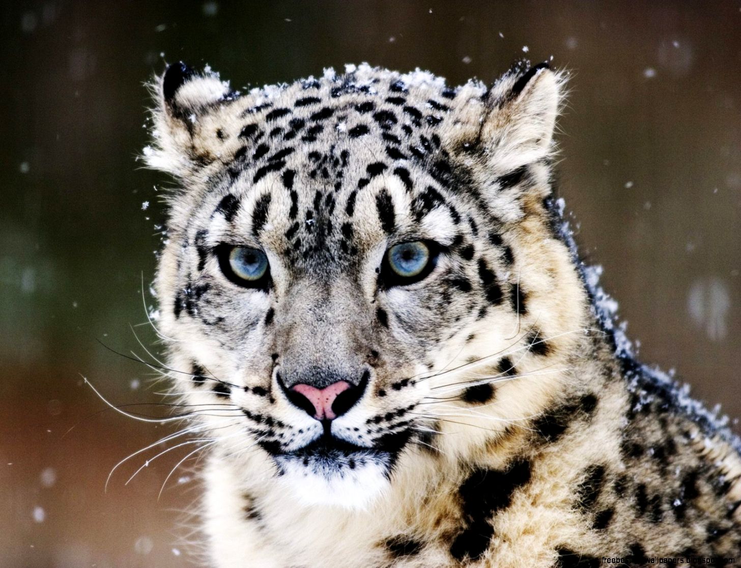 Black and White Snow Leopard