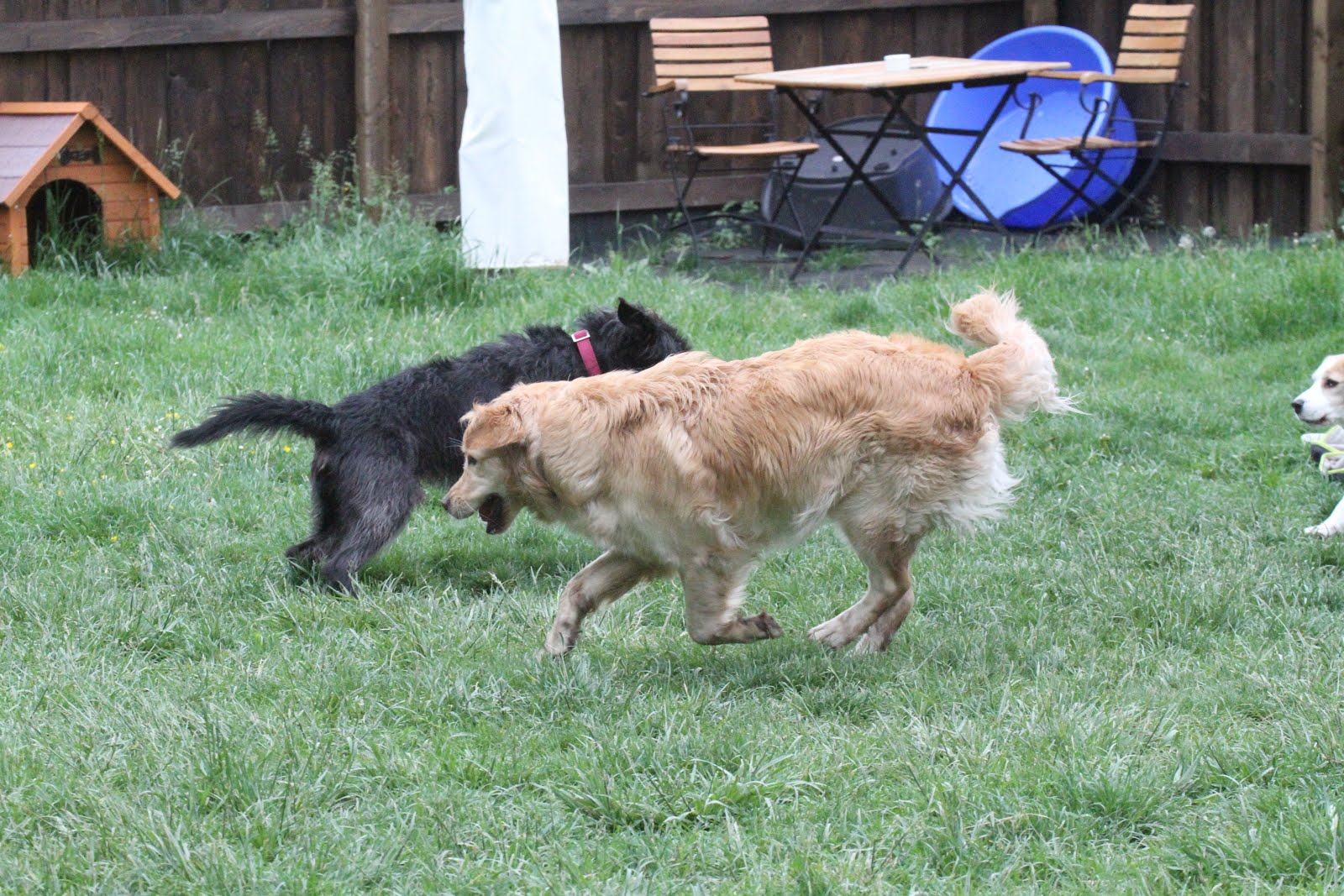 Hunde Abenteuer Land. Tagesbetreuung Ferienbetreuung Zürich Friday May