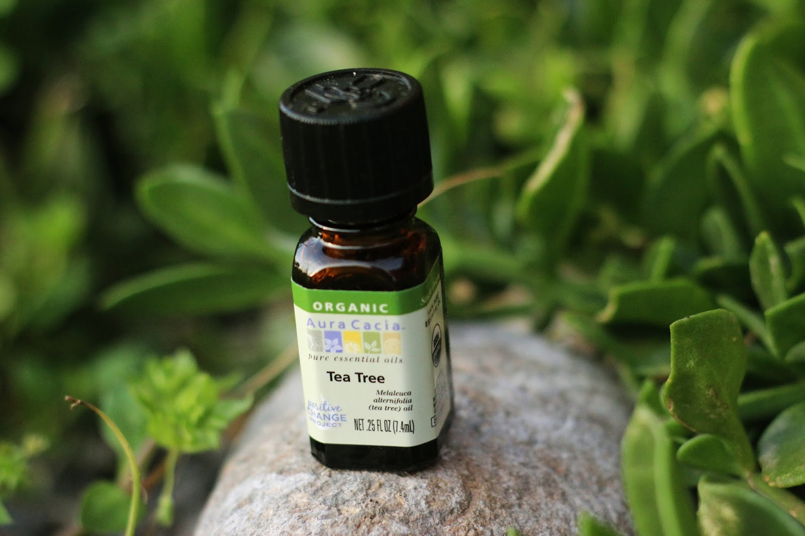 Aceite de Árbol de té Propiedades y Tips de Uso. / guapa natural