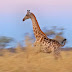 Las jirafas entran a la lista de animales en peligro de extinción