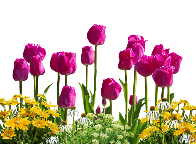 hoa tulip hồng, tím đẹp nhất 12