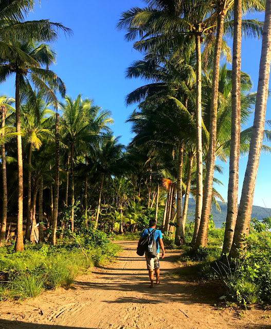 Coconut plantation on the shores of Barangay Canipaan, Hinunangan, Southern Leyte.