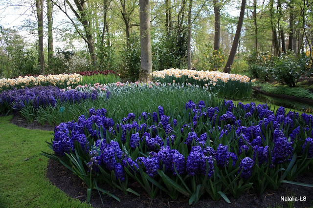 Голландия, как посетить, парк, Кекенхоф, тюльпаны, Нидерланды, луковичные, цветы