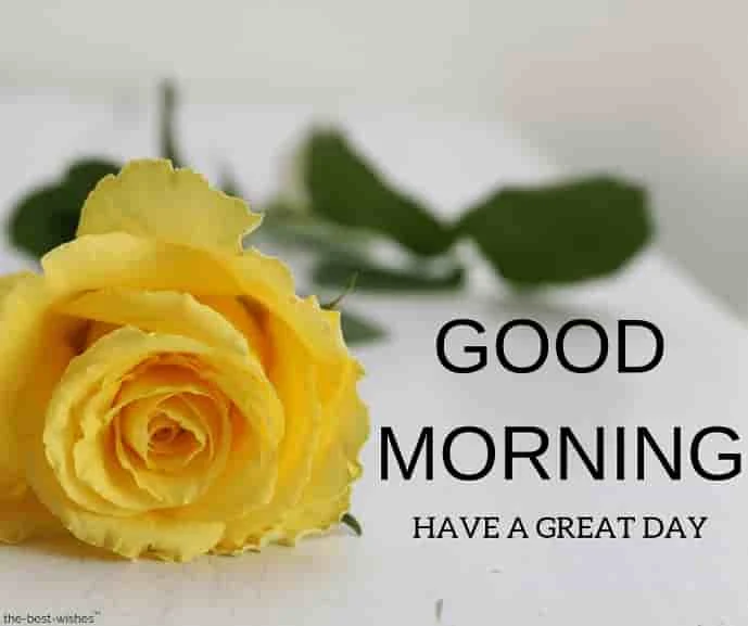 beautiful yellow rose image