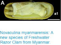 https://sciencythoughts.blogspot.com/2018/12/novaculina-myanmarensis-new-species-of.html