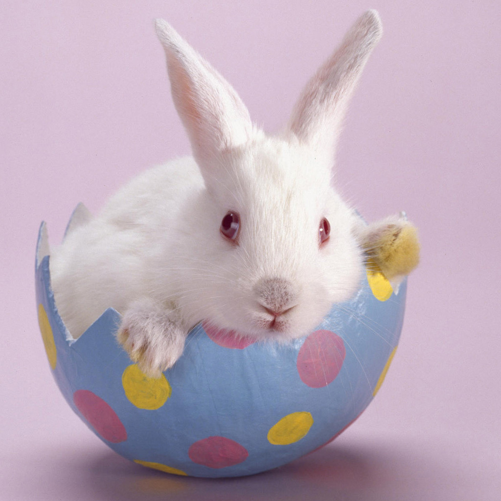 Bunny Rabbit