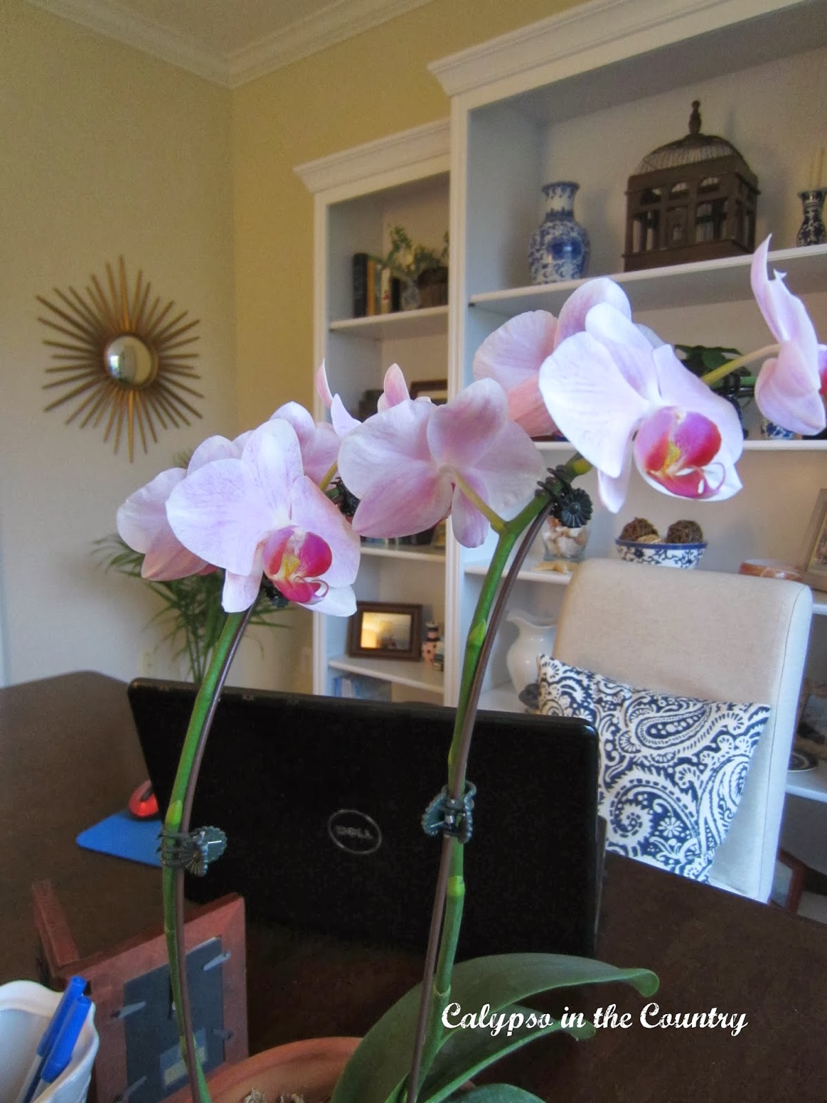Orchid in Home Office Reveal