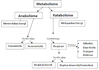 Proses Mekanisme Pengertian Metabolisme, Anabolisme & Katabolisme Proses Mekanisme Pengertian Metabolisme, Anabolisme & Katabolisme