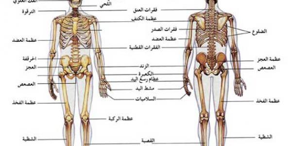 أجهزة جسم الانسان نوفمبر 2018